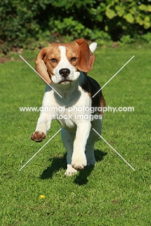 Beagle running