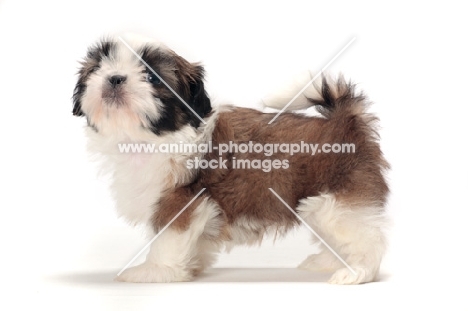 chocolate and white Shih Tzu puppy standing on white background