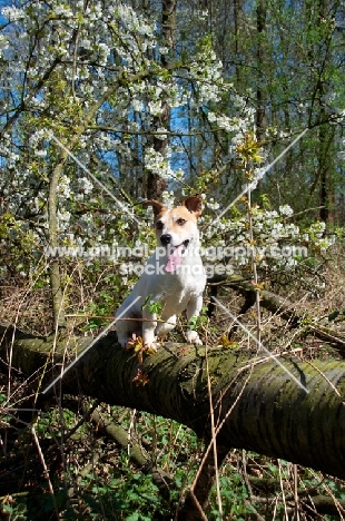 Jack Russell on branch