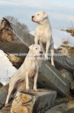 two Dogo Argentino dogs on rocks
