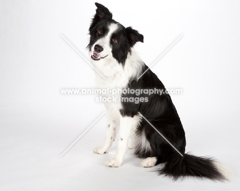 border collie on white background