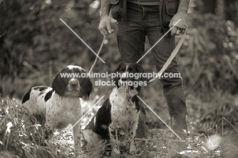 two english springer spaniel on a lead, waiting their turn during a hunt day