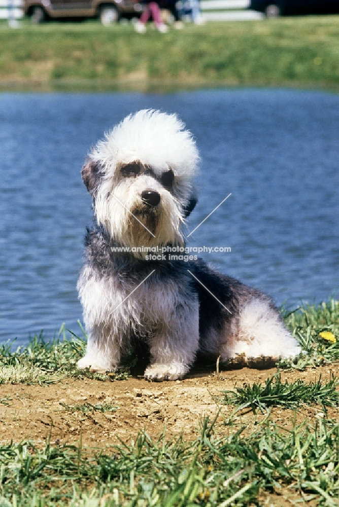 his nibs faire katie, dandie dinmont in usa sitting by water 