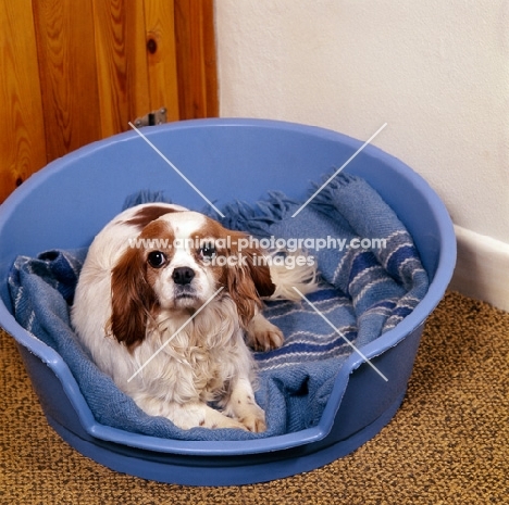 cavalier king charles spaniel lying in a bed