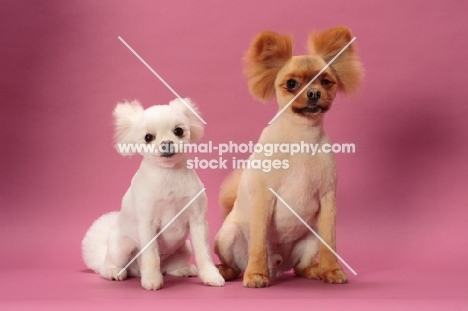 two cute Pomeranians sitting on pink background