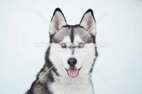 Siberian Husky portrait on white background, mouth open