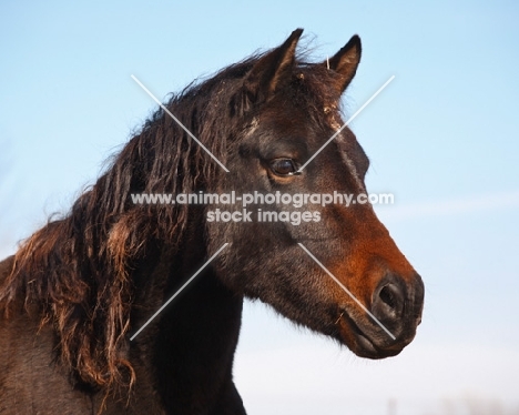 Morgan Horse portrait