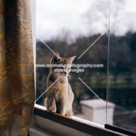 abyssinian kitten in window, , usual colour, usual color, usual,