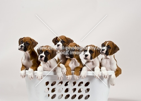 Boxer puppies in a basket