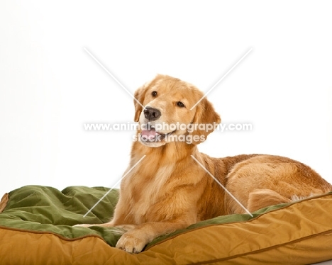 happy golden retriever on bedding