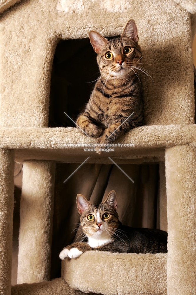 two tabby cats on a cat tree