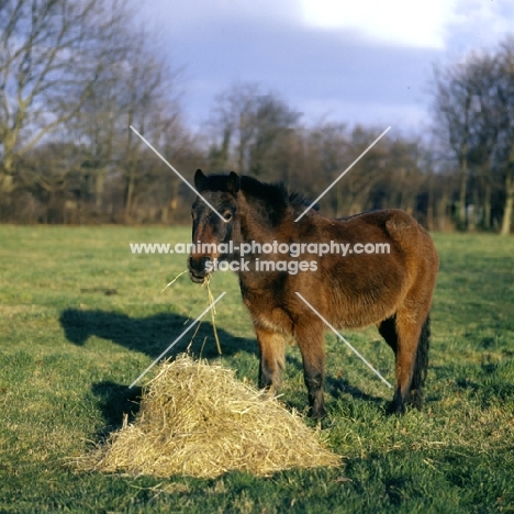 pony eating hay in winter