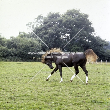 crystal magician arab stallion tossing his head