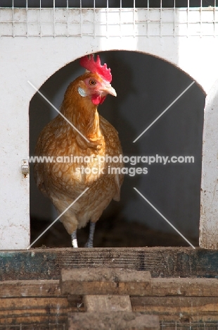 Friesian hen (Friese Hoen), in chicken coop