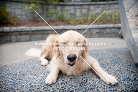 golden retriever laughing