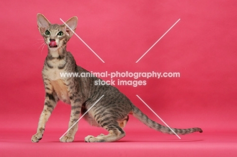 Oriental Shorthair licking lips on pink background, blue mackerel tabby 