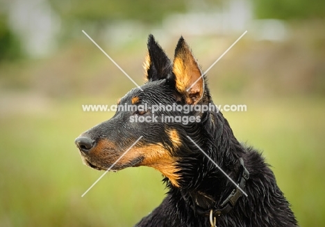 Beauceron head study