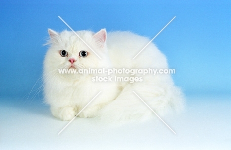 blue eyed white Persian lying down