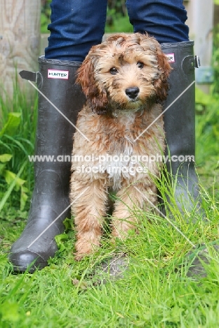 Cockapoo puppy near wellies