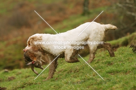 Clumber Spaniel retrieving rabbit