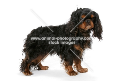 Champion King Charles Spaniel