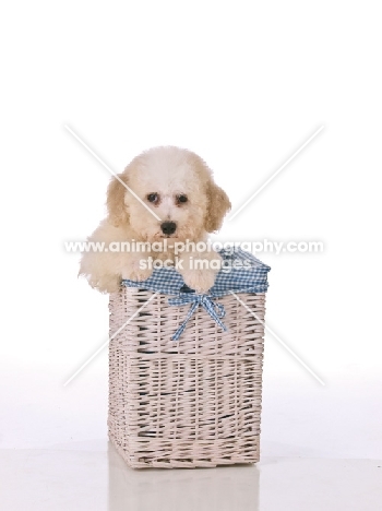 Bichon Frise dog in basket