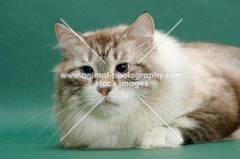 Siberian cat lying down, seal lynx point