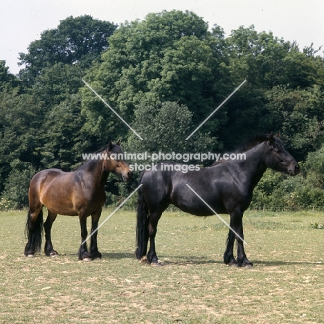 two Fell Pony mares