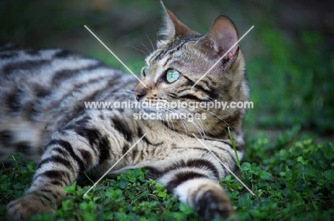 black rosetted bengal cat resting in the grass
