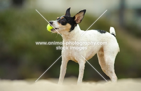 Toy Fox Terrier with ball