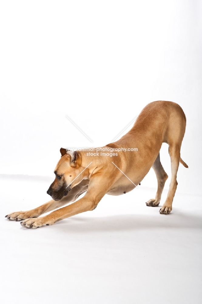 great dane bowing