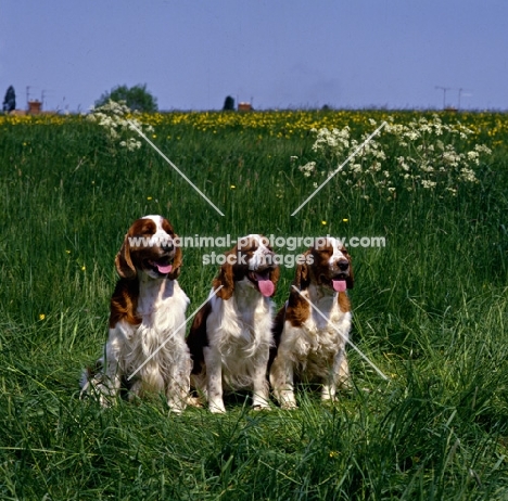 three welsh springer spaniels sitting in long grass