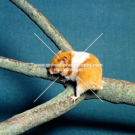 cinnamon banded hamster climbing a branch