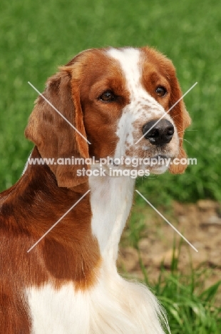 Welsh Springer Spaniel