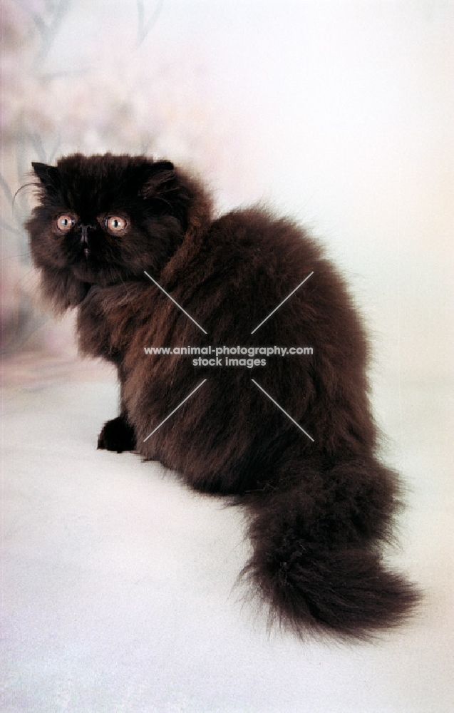 black Persian kitten, back view