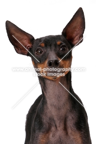 English Toy Terrier on white background, front view