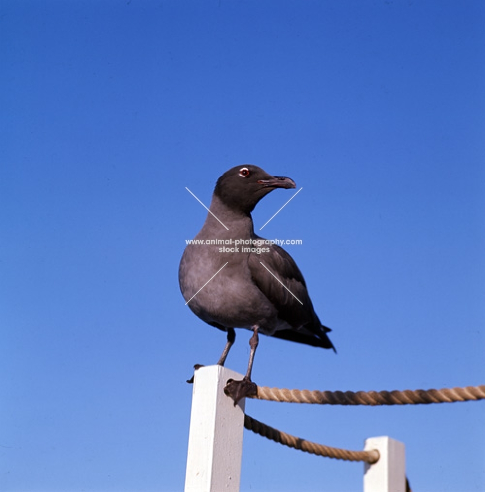 lava gull perching on rope fence, punta espinosa, galapagos islands