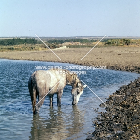 tersk filly in water drinking at stavropol stud, russia
