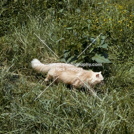 long hair cream cat running in grass