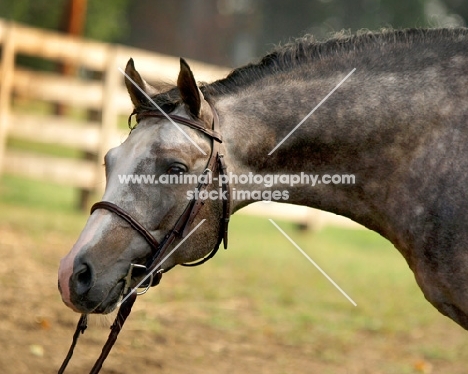 Trakehner profile