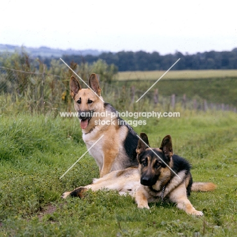 two german shepherd dogs in a field, stella and rock