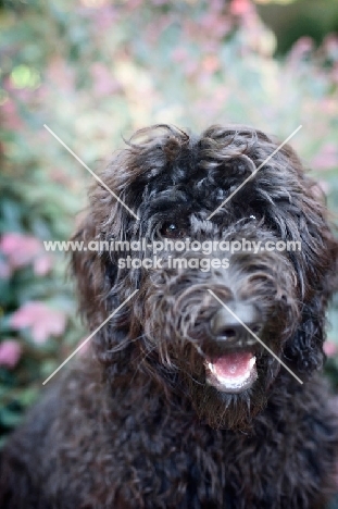 goldendoodle smiling into camera