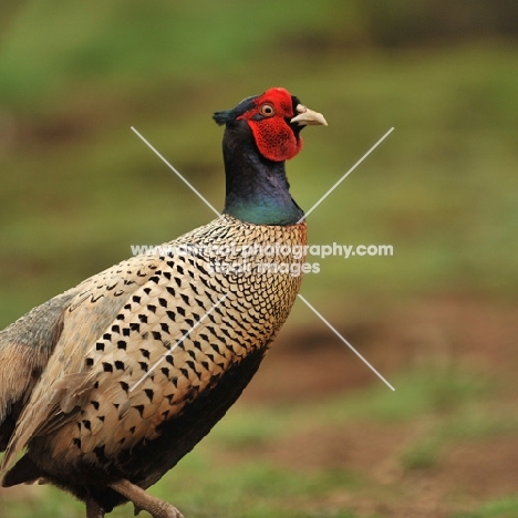 pheasant in the countryside