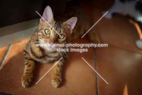 bengal cat resting on the floor and looking at the camera