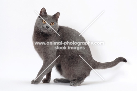 Chartreux cat on white background