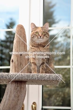 Manx cat sitting in cat tree