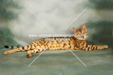 brown spotted bengal lying down, looking at camera