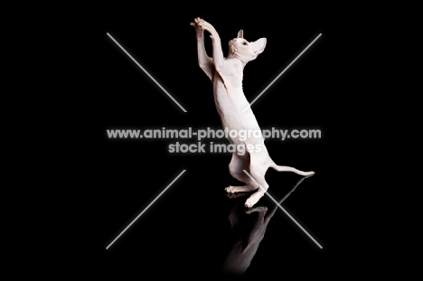 young Sphynx cat jumping up