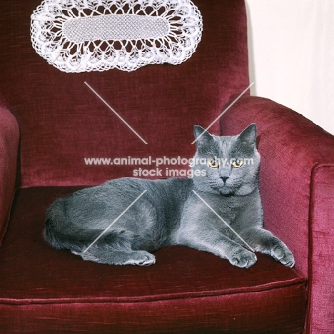int ch puyleveque d’andeyola, chartreux cat in an armchair in france