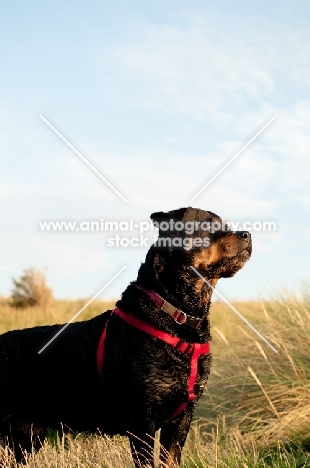 Rottweiler standing majestically in sand dunes